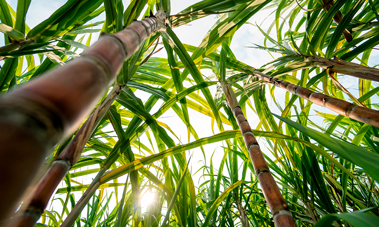 Imagem Agroindustrial Management